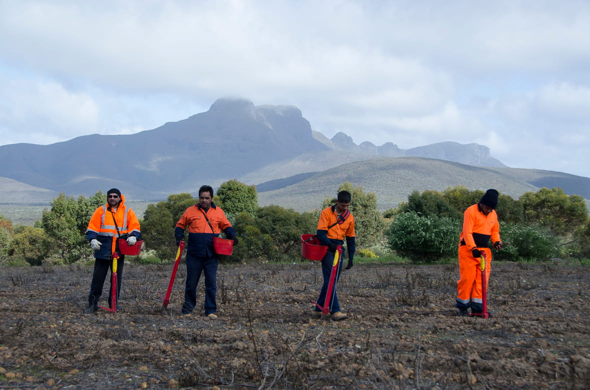 Group of Nowanup Rangers planting in foreground of the Stirling Ranges
