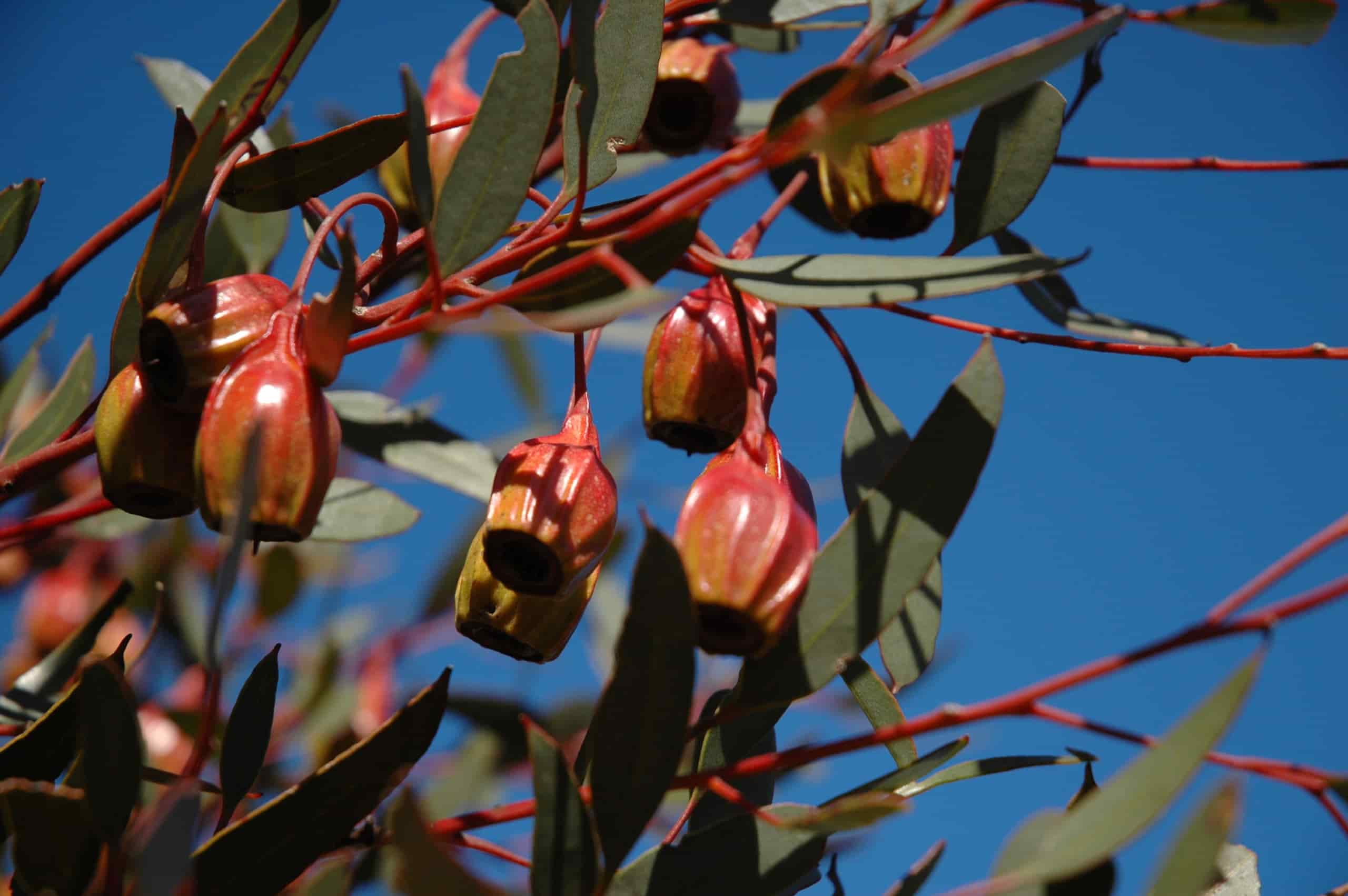 Red nuts and green leaves of eucalypt stoatei against blue sky