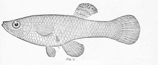 Line drawing of the mosquito fish (Gambusia holbrookii)