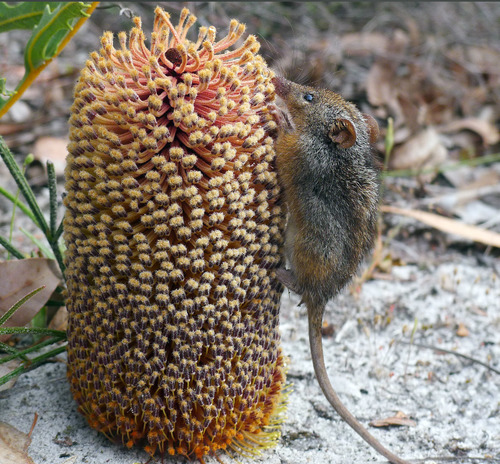 Small marsupial on banksia flower