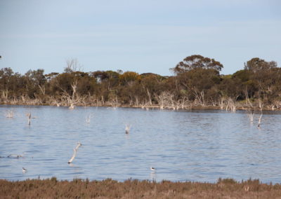 Lake Ewlyamartup with birds in shallows