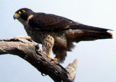 Peregrine falcon (raptor) perched on branch