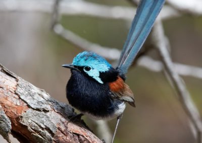 Small bird with bright blue head and red wings