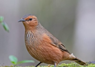 Small bird with red brown body and brown wings