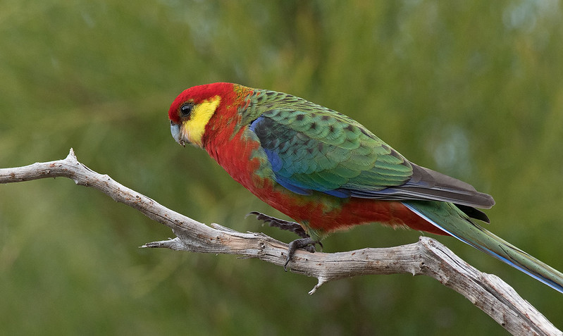 Colourful parrot with red head, yellow cheek and green and blue wings
