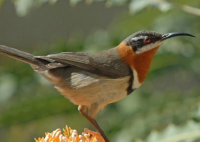 Small bird with reddish brown neck and long curved black beak