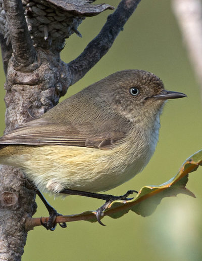 Small grey brown bird with yellowish breast