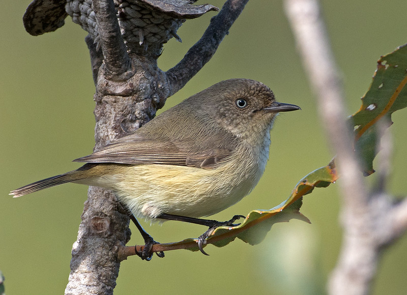 Small grey brown bird with yellowish breast