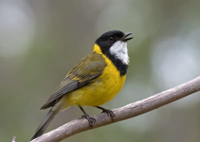 Small yellow bird with black head and white throat.