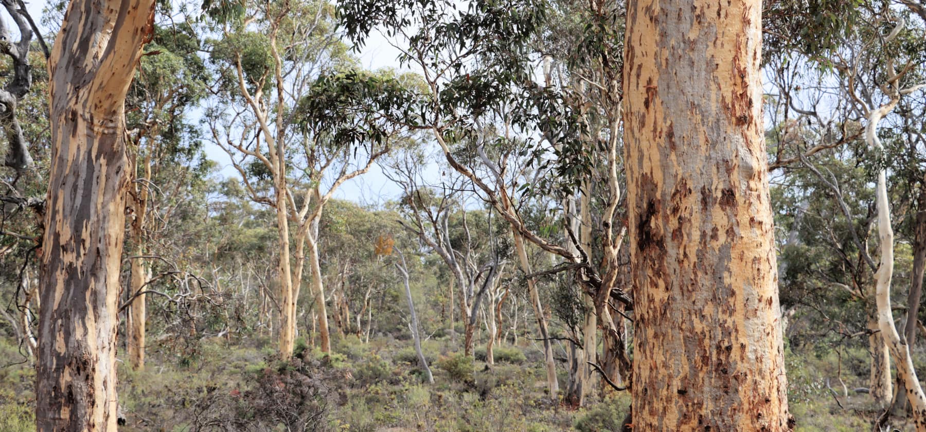 Woodland of multi-coloured wandoo trees with thick undergrowth