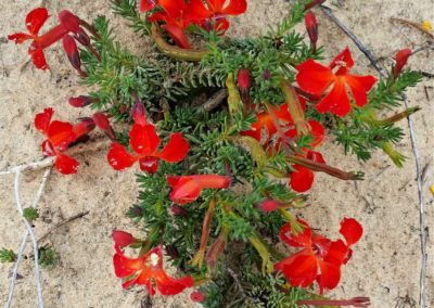 Small plant with bright red flowers