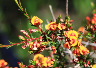 Small shrub with orange and brown pea shaped flowers