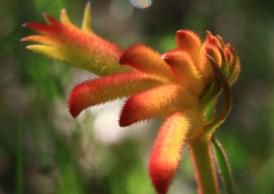 Orange and red flowers