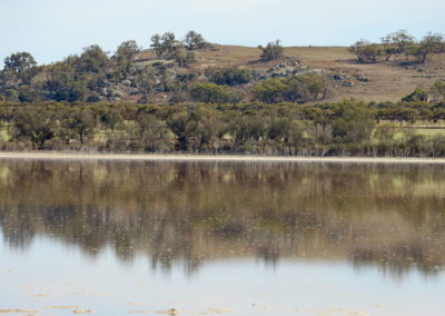 Reflections on water in Lake Queerearrup from fringing vegetation