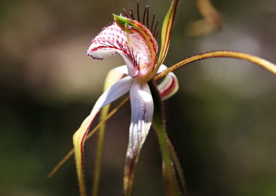 Close up of white spider orchid with red markings