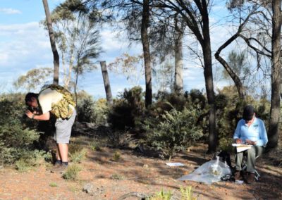 Two people in bushland collecting plant species