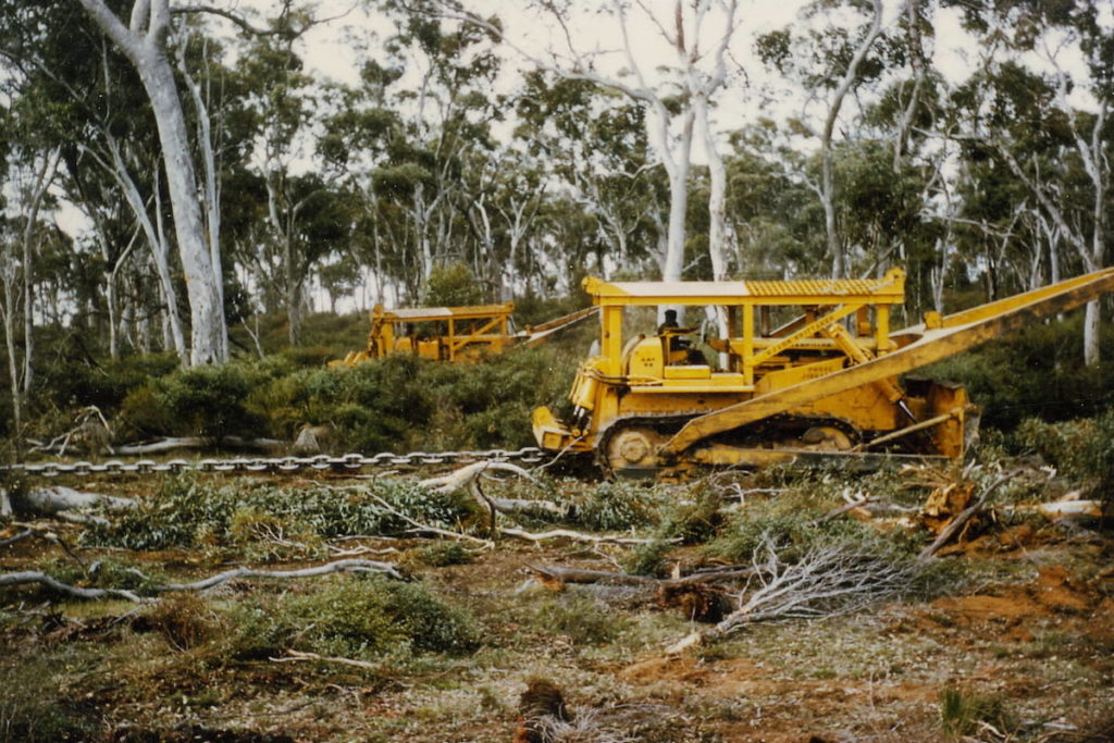 From 1950s two large yellow bulldozers pulling large chain through wandoo woodland