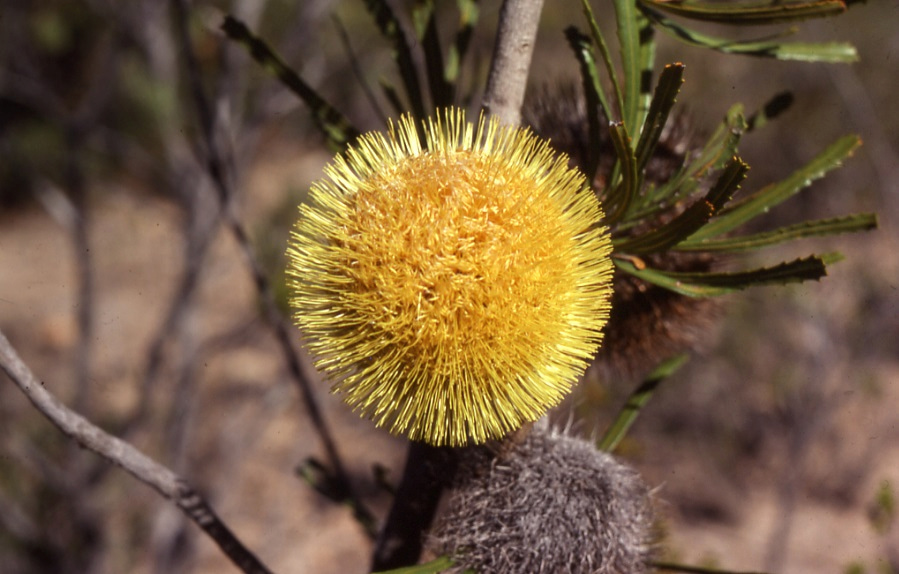 Round yellow banksia flower on bush