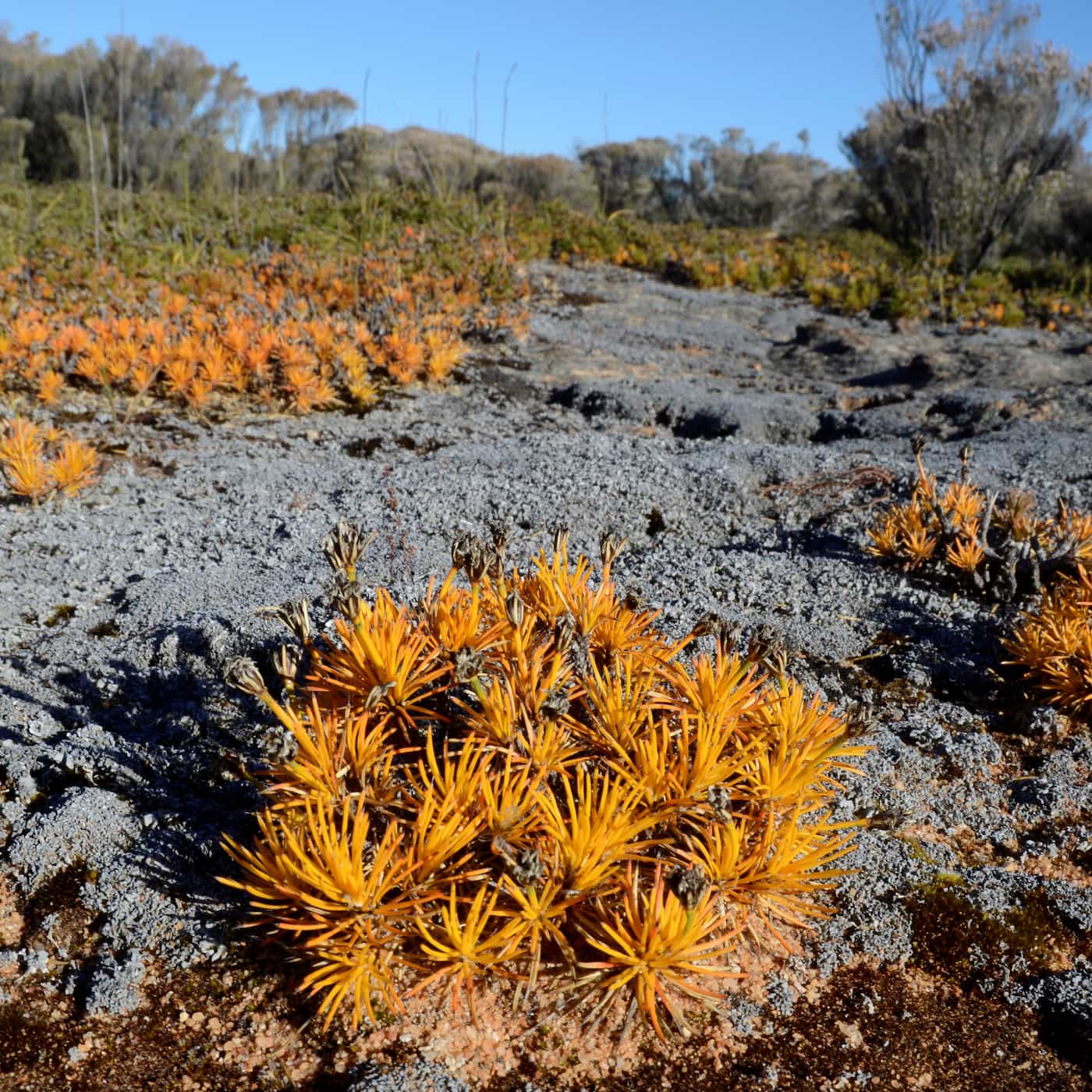 Small yellow plant in foreground of large granite outcrop