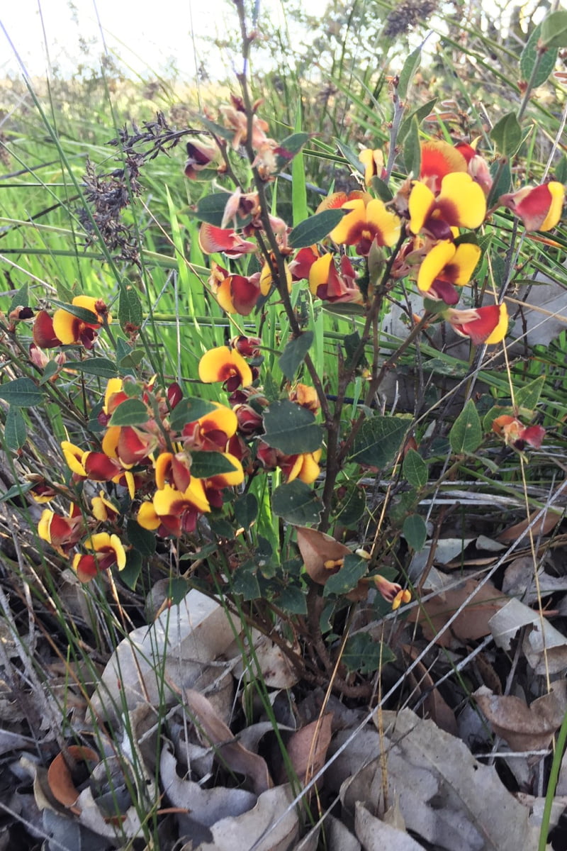 Large bunch of purple pea-like flowers