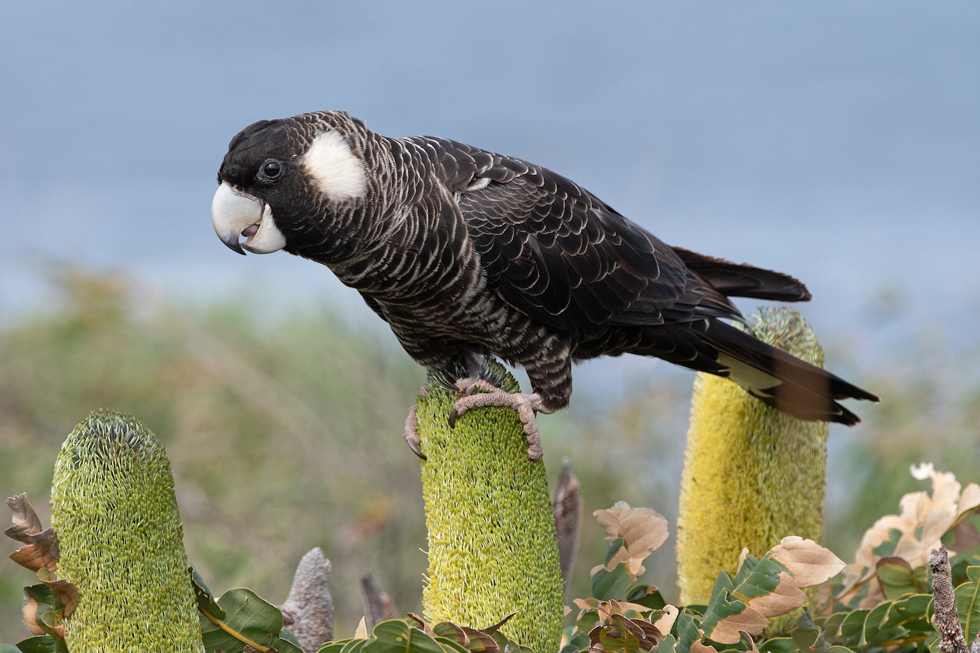 Large black cockatoo perched on banksia flowers