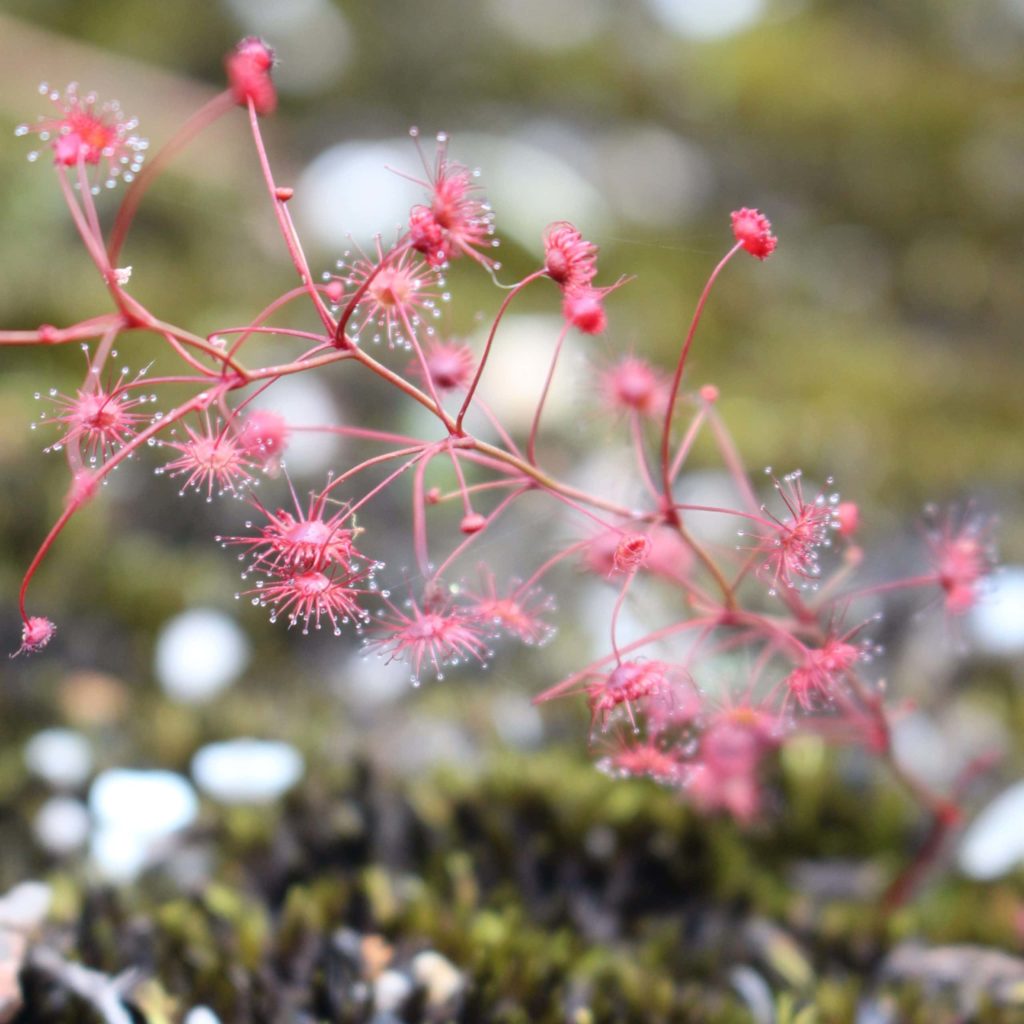 Small delicate pink flowers on moss and granite