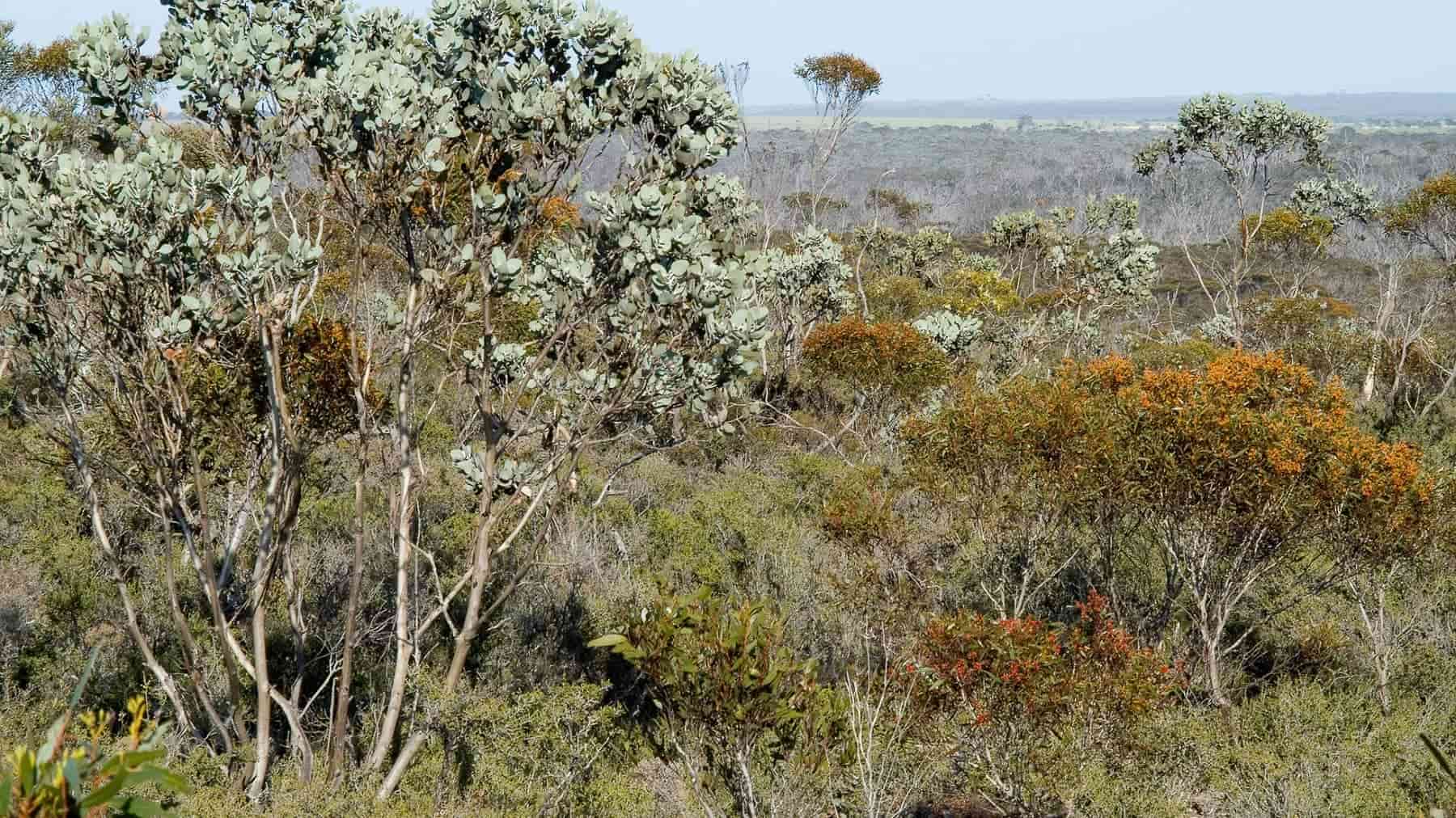 Mallee sized vegetation landscape