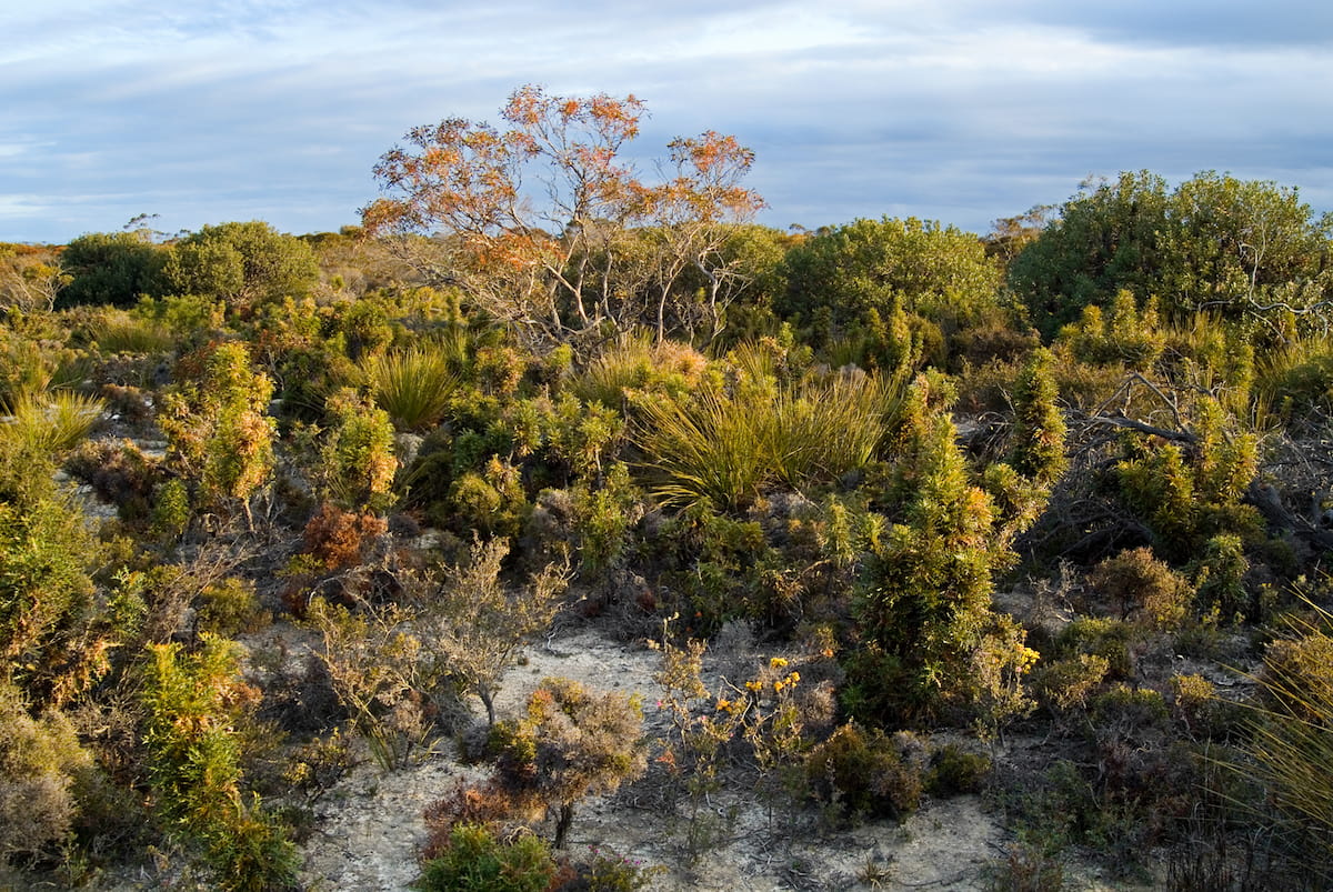 Large grey granite with grass trees and forest