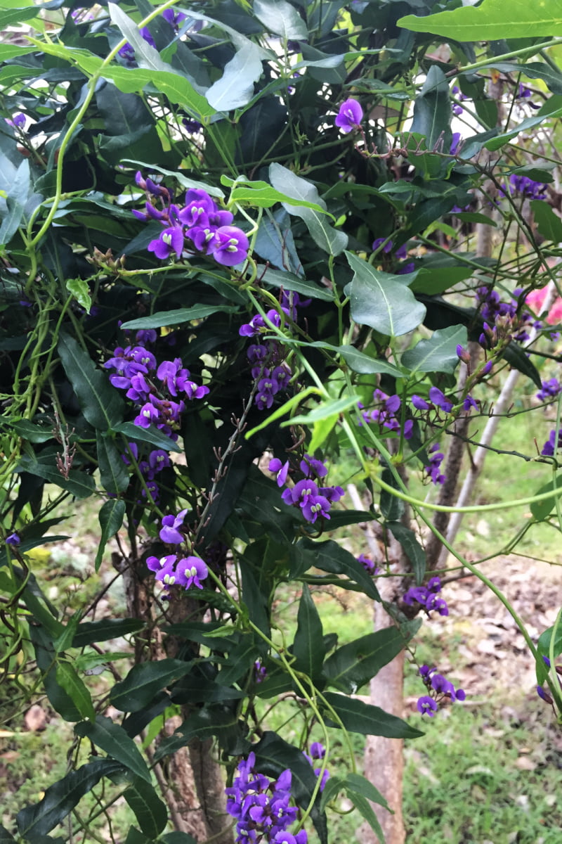Small purple pea-like flower on glossy vine