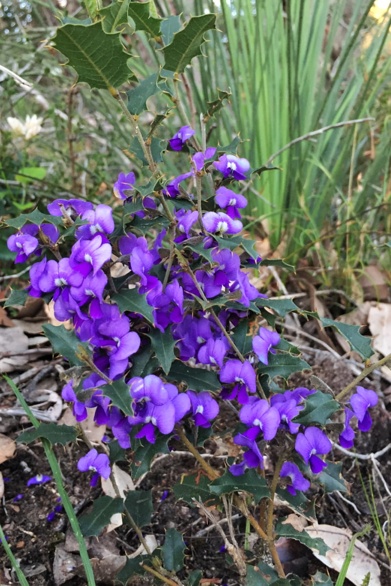 Purple pea-like flower
