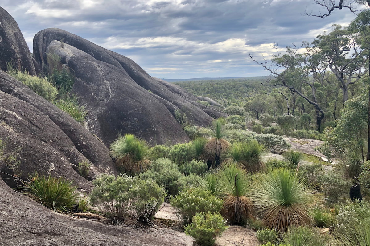 Large grey granite with grass trees and forest