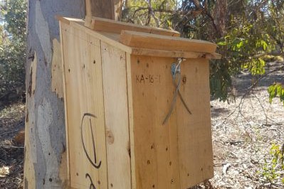 Small wooden nesting box for phascogales attached to tree