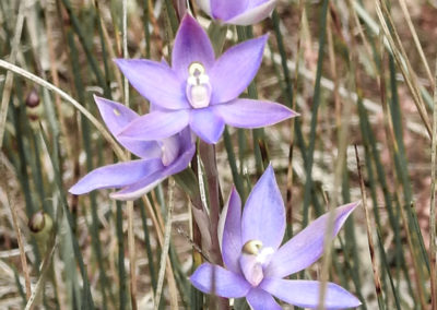 Pale blue purple orchid against green reeds