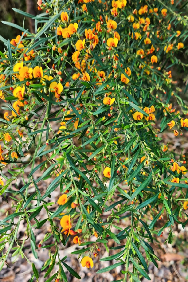 Purple pea-like flower