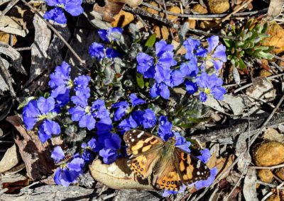 Blue flowers against rocky ground with orange and brown butterfly