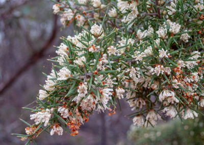 Bush with small spiky green leaves and creamy flowers