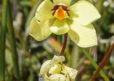 Yellow orchid with large petals