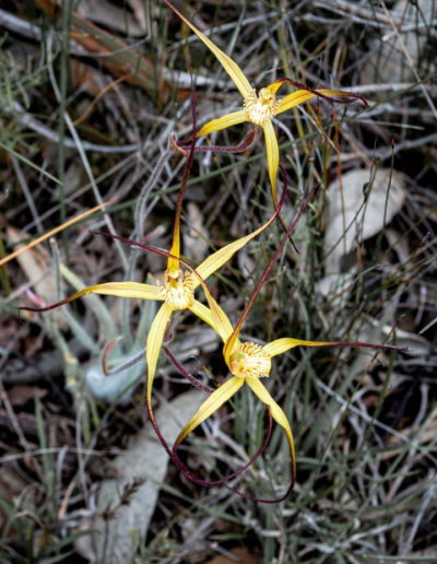 Yellow orchid with long pointy petals