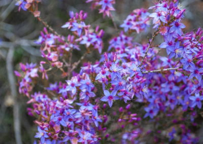 Small blue flowers with purple stamen