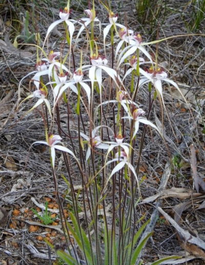Clump of white orchids with long reddish peoples