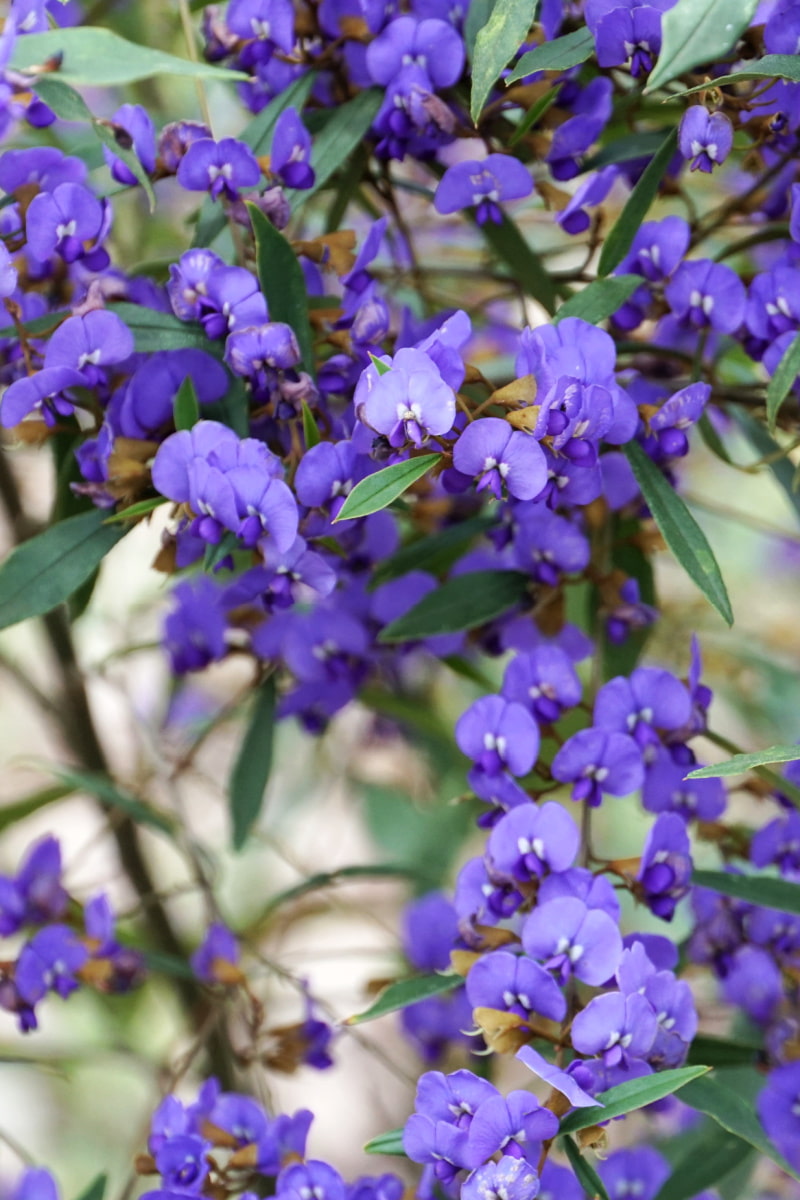 Large bunch of purple pea-like flowers