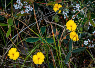 Yellow pea-shaped flower