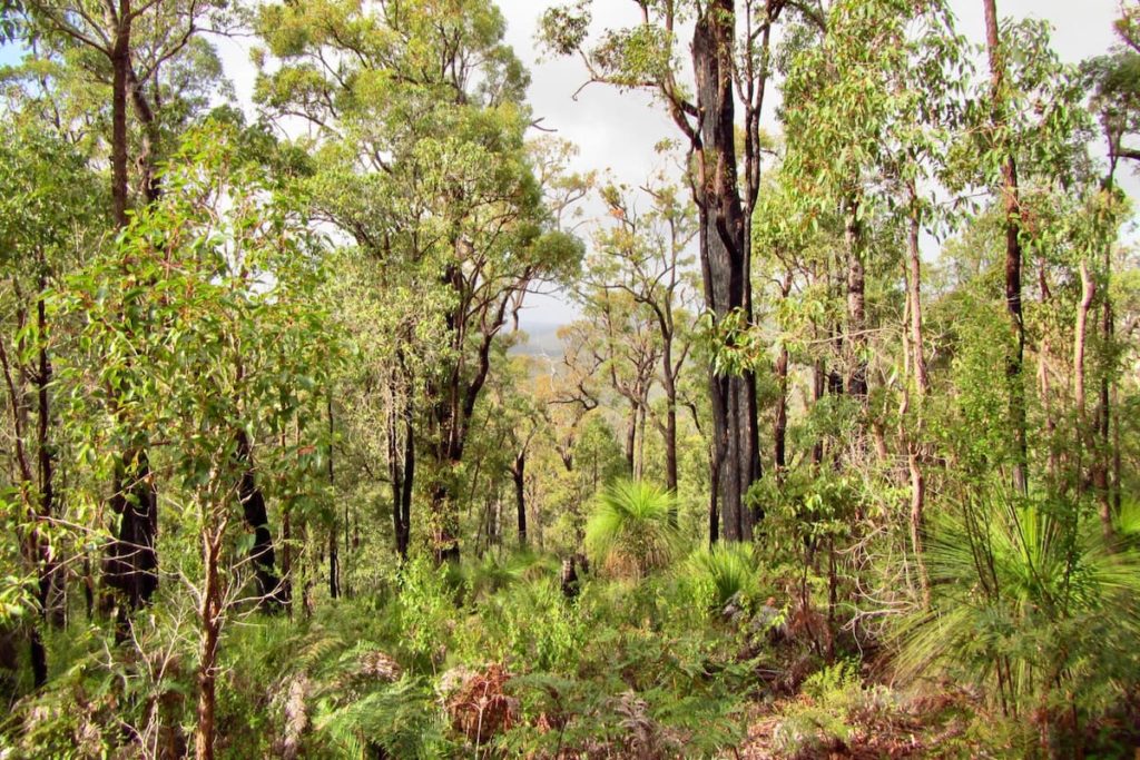 Jarrah and Marri woodlands Heartland Journeys