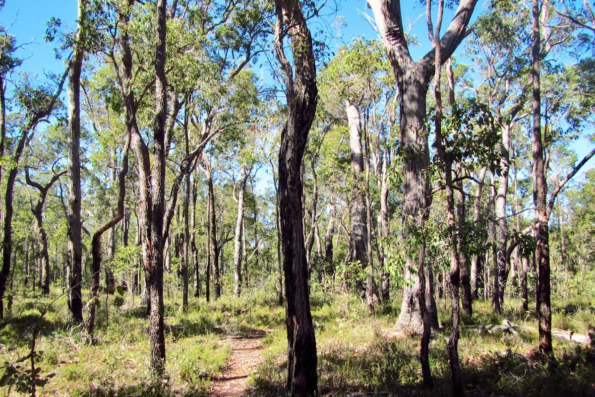 Path through forest of young regrowth jarrah trees