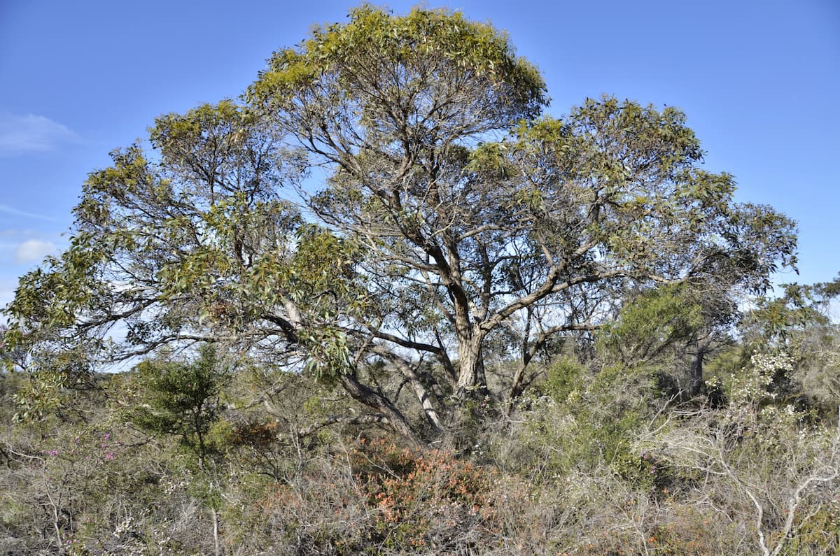 Large spreading tree with small flowering shrubs in foreground