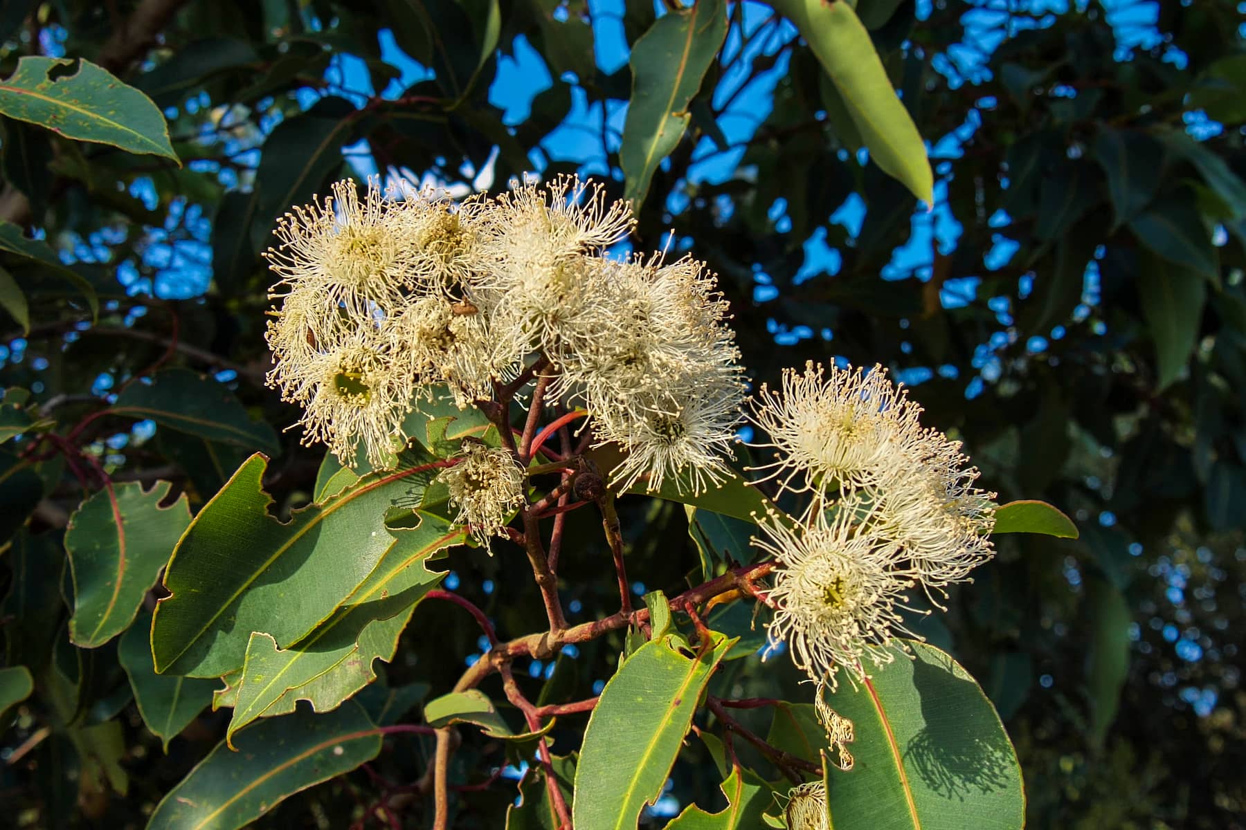 Profuse white flowers on tree branch