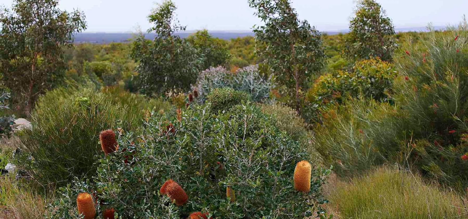 Thick shrubs and bushes with yellow flowering banksia in foreground