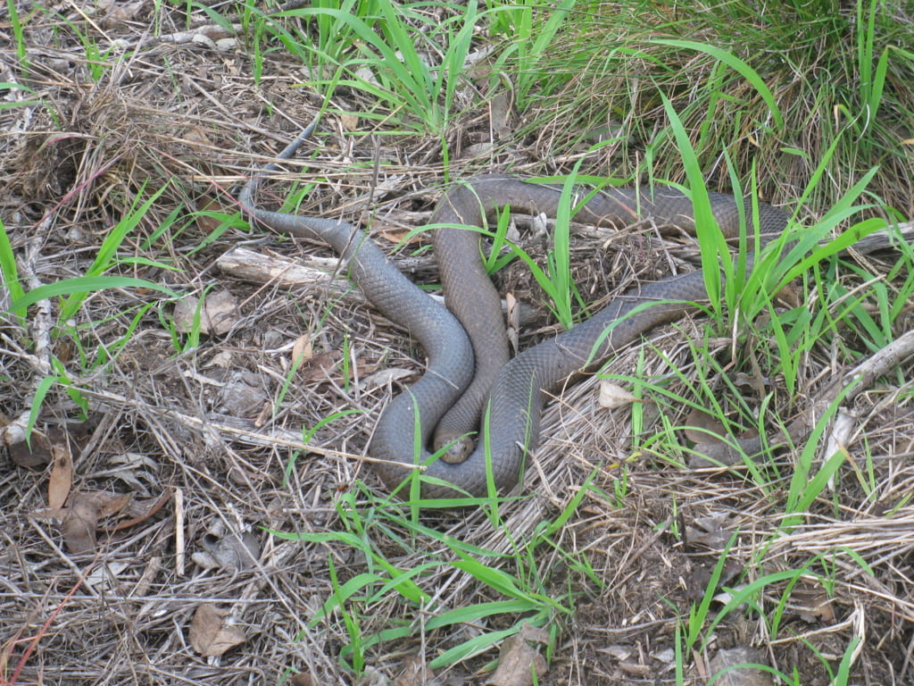 Long dark snake curled in the grass