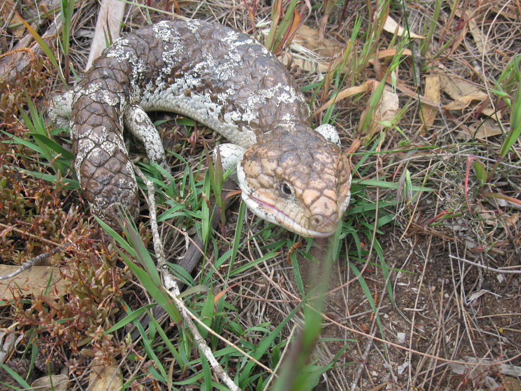 Bobtail lizard in grass