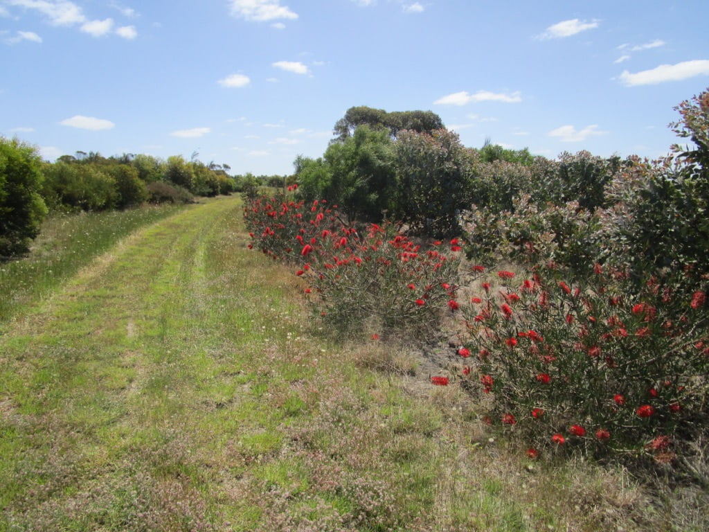 Restoration plantings with bright red flowering callistemon bushes at edge